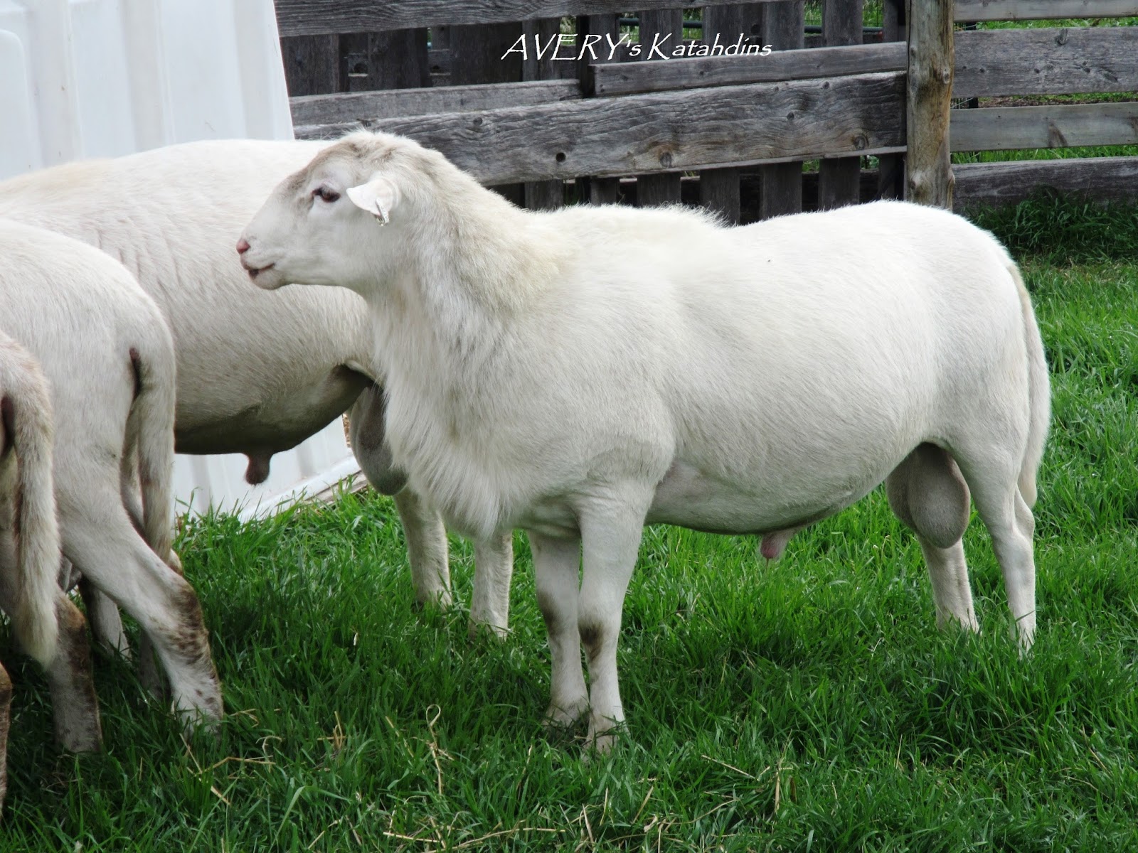 AVERY's KATAHDIN SHEEP 7 Outstanding Yearling Ram Lambs for Sale