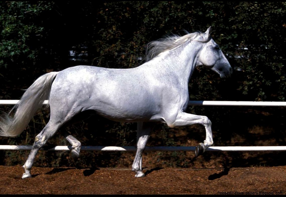 Spanish Horses Andalusian Horses Agoura CA Spanish Horses Andalusian Horses Agoura CA