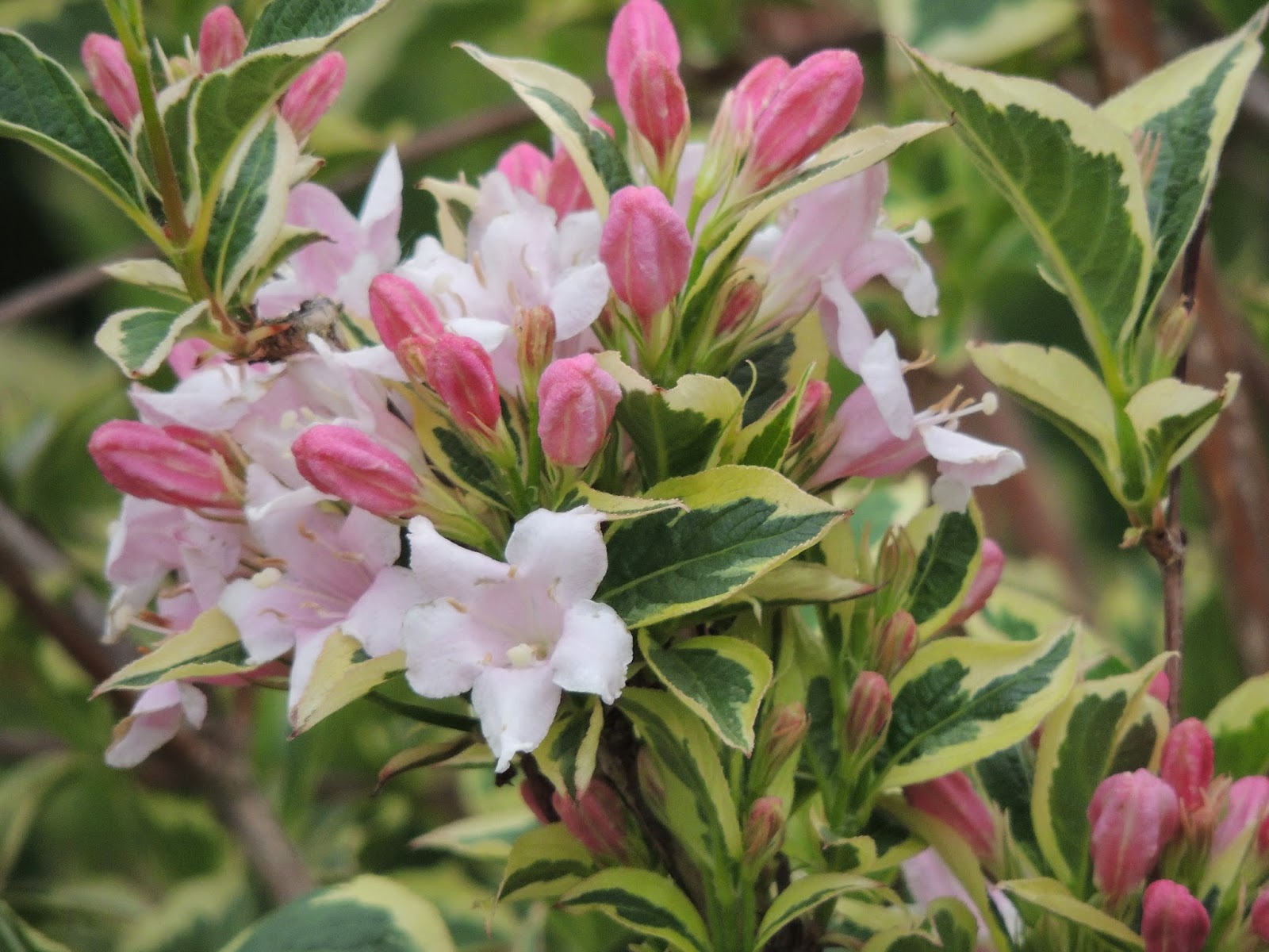Weigela Florida Variegata Slubne Suknie Info