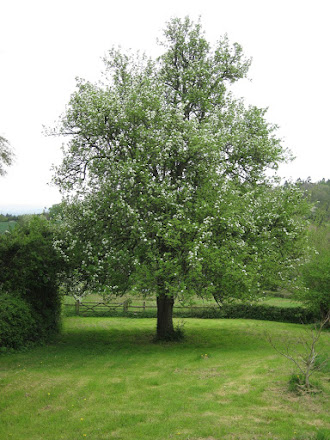 village tree