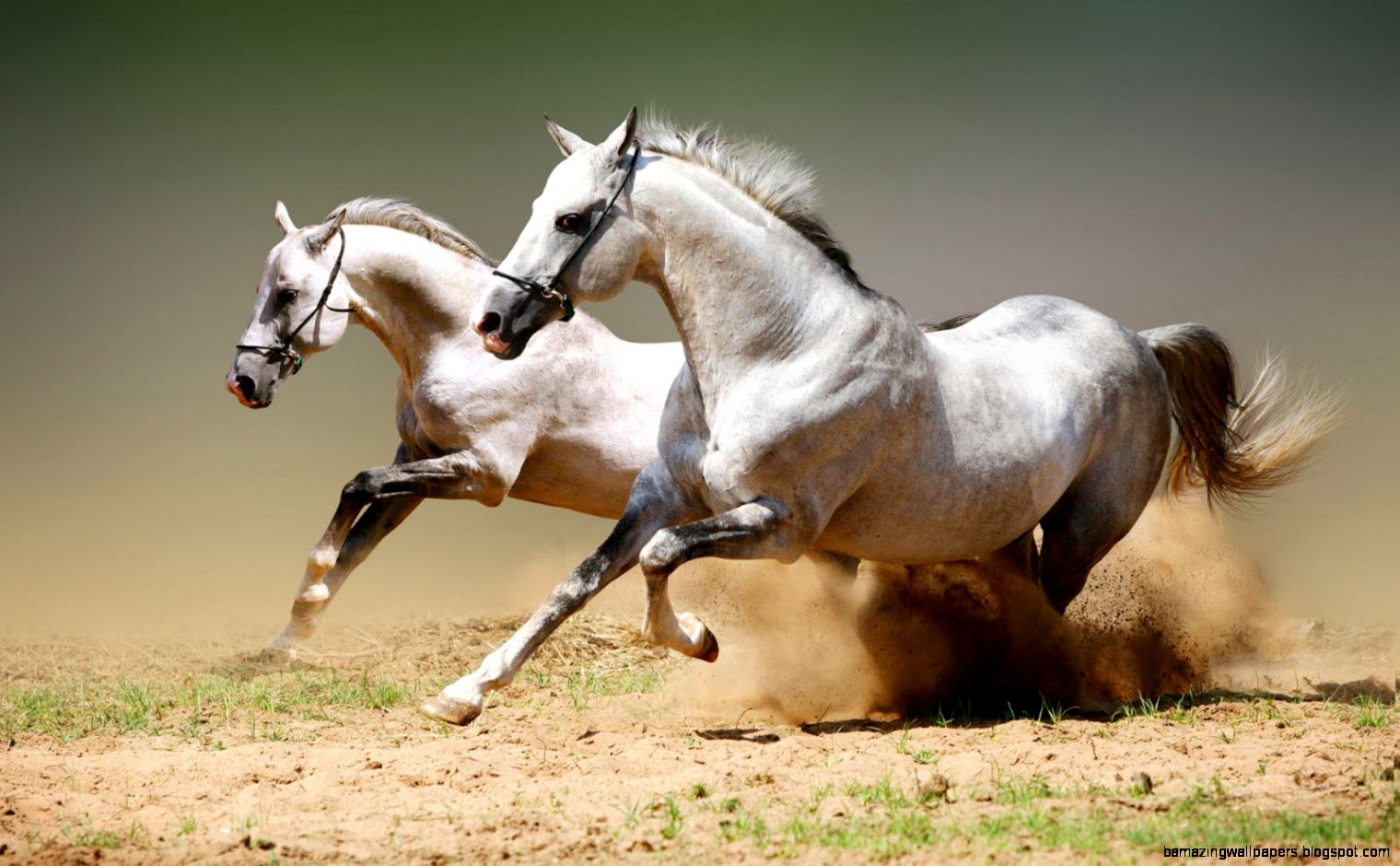 Running Horse HD Wallpaper Download  High Quality Wallpaper Running Horse HD Wallpaper Download  High Quality Wallpaper