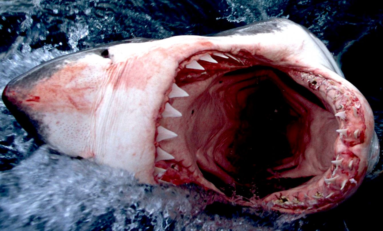 Scary Shark Mouth Scary Shark Mouth