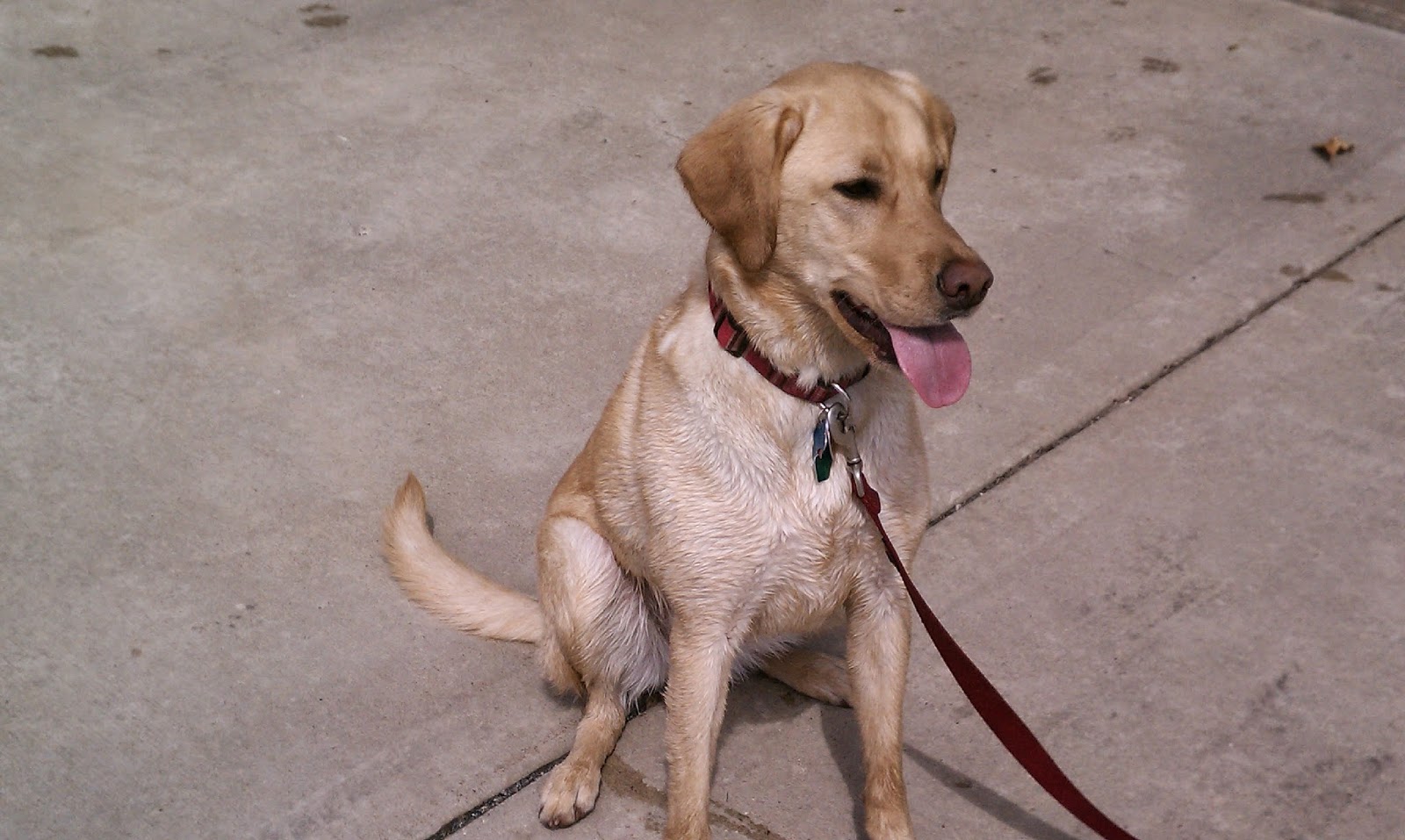 The Working Wifey Dogs can get mosquito bites?!