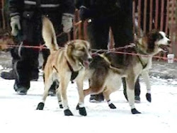 Ivriga hundar, Iditarod 2011