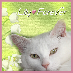 Fly Free Lily