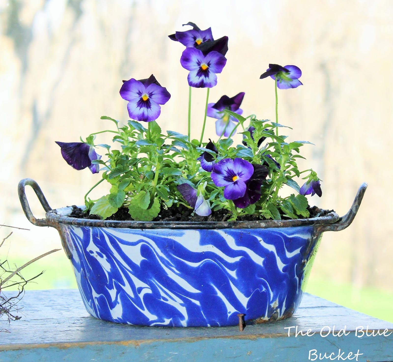 The Old Blue Bucket Sweet Violas