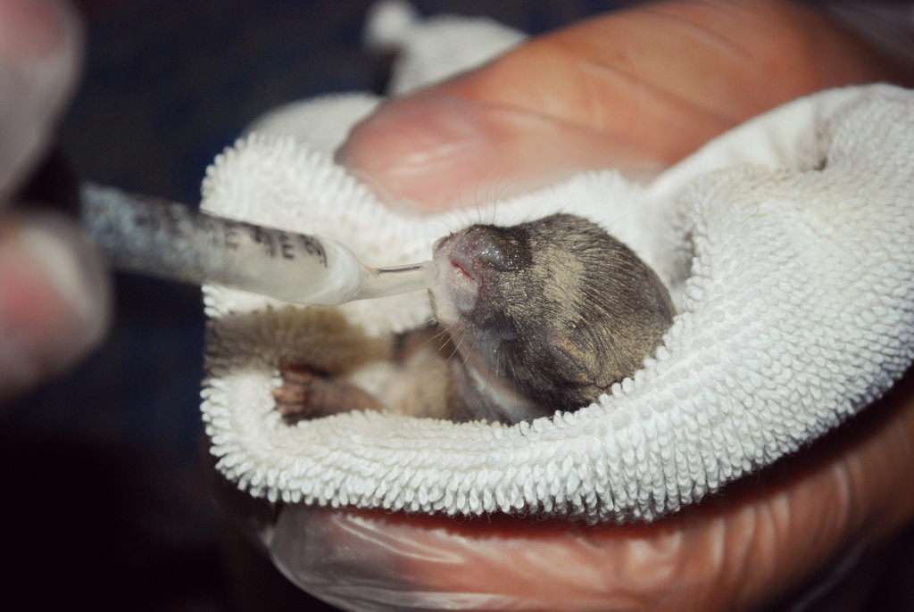 the boo and the boy newborn abandoned wild bunnies