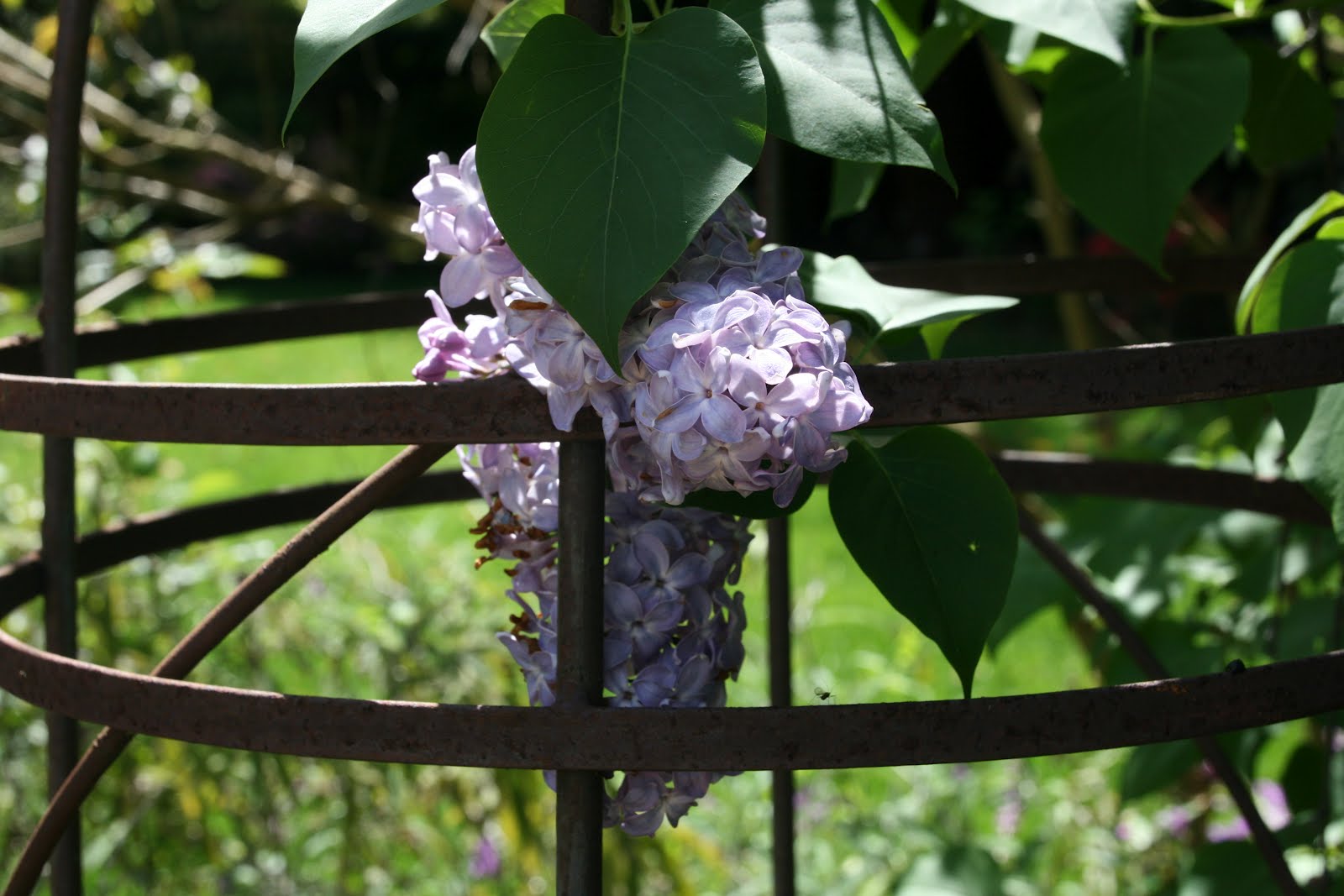 design "Now That The Lilacs Are In Bloom"