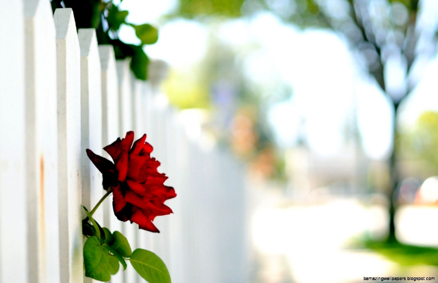Flower Red Rose Fence White Bokeh   HD wallpapers Flower Red Rose Fence White Bokeh   HD wallpapers