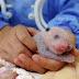 Centro de reprodução de pandas na China apresenta 10 filhotes ao público
