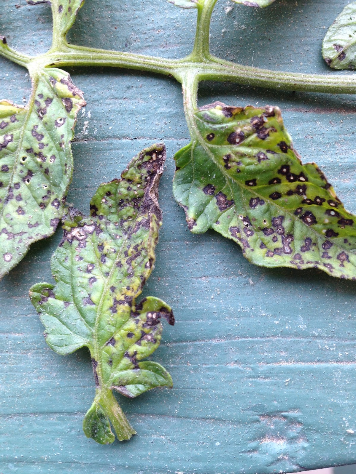 Grow It Eat It Leaf spots diseases of tomato and pepper