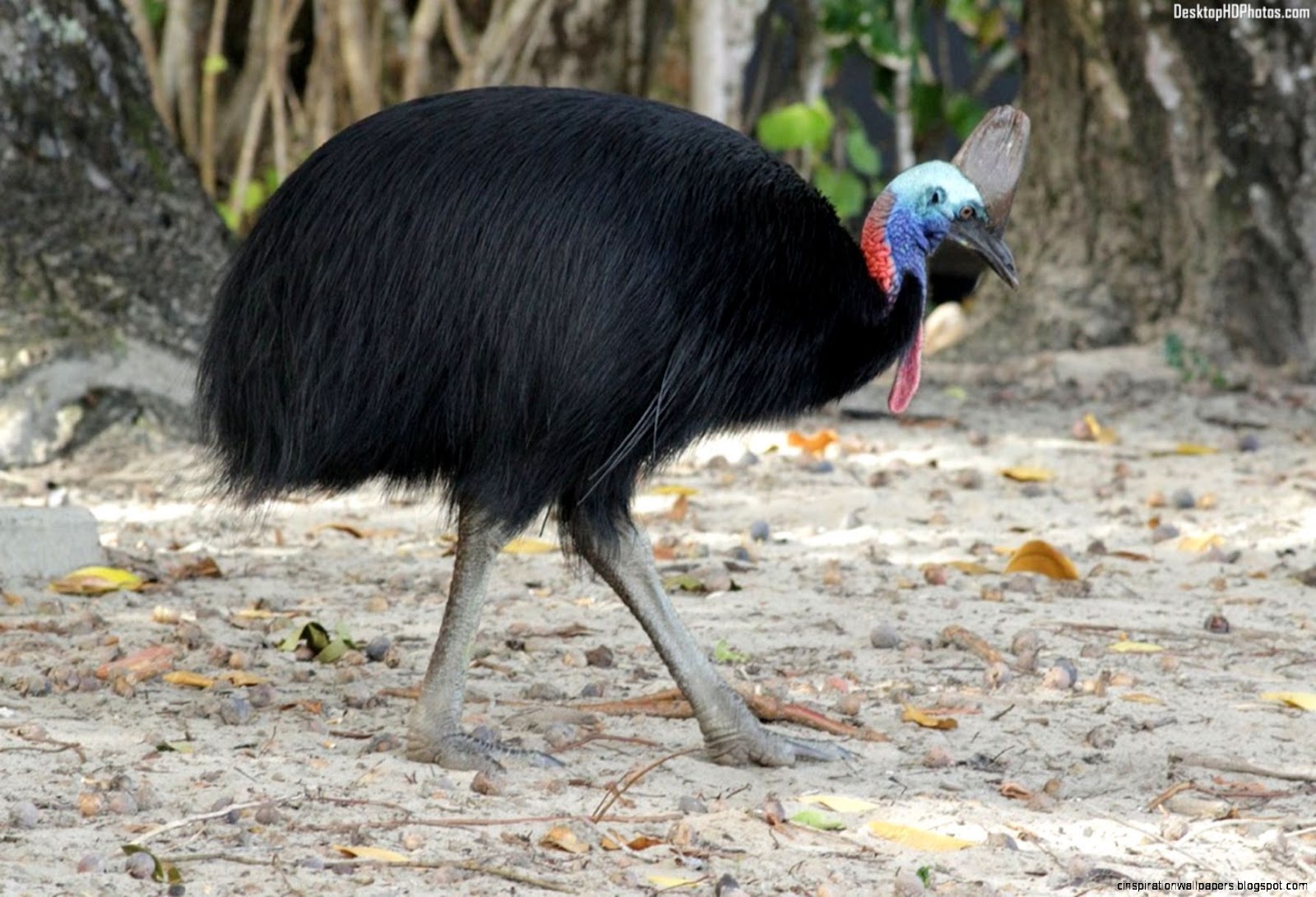 Cassowary Bird Wallpaper Cassowary Bird Wallpaper