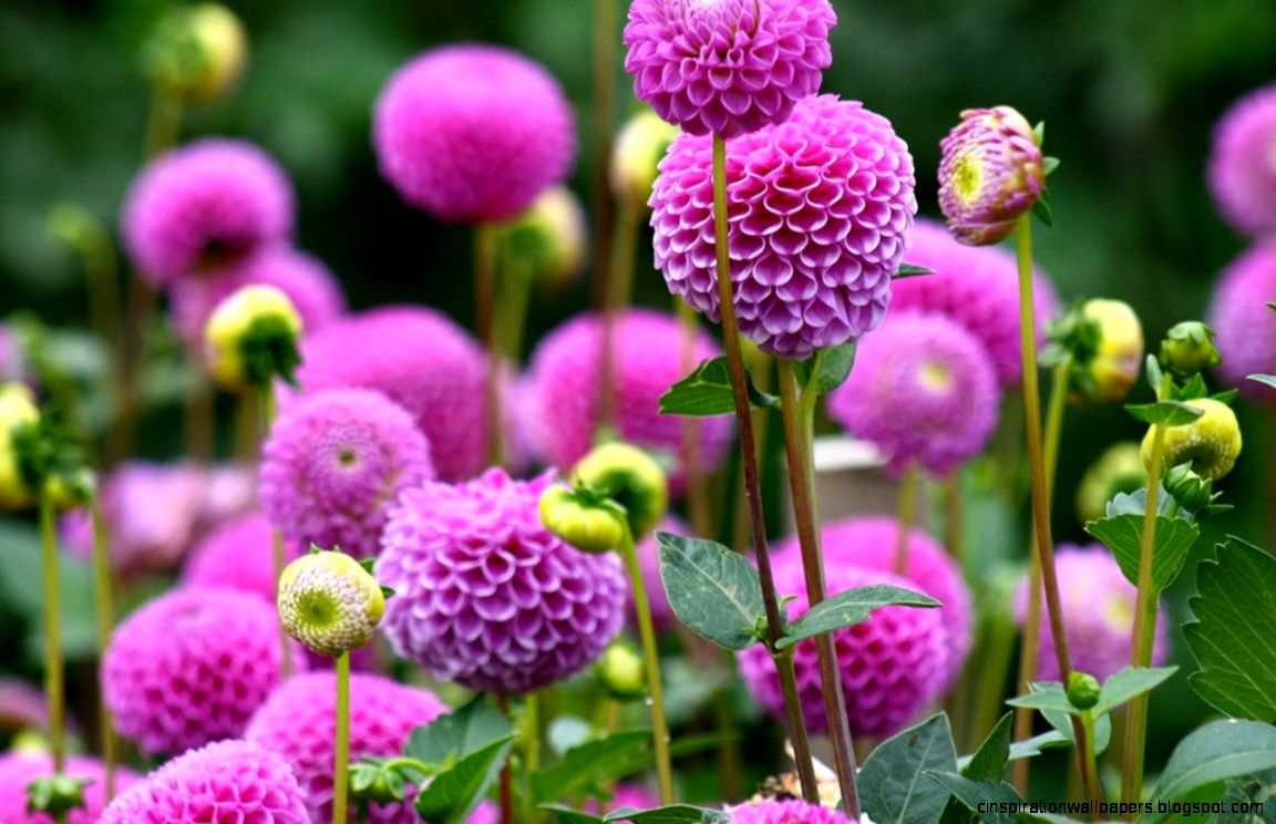 flowersbeauty23 1280x800 flowersbeauty23 1280x800