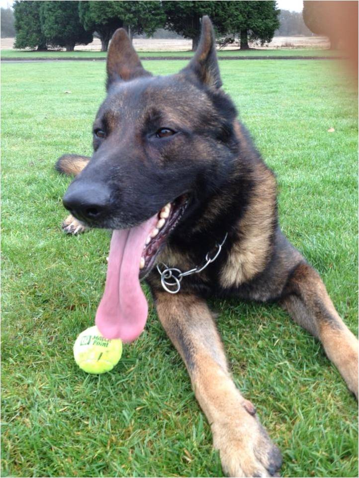 retired dogs pddogblog retired dogs retired dogs pddogblog retired dogs