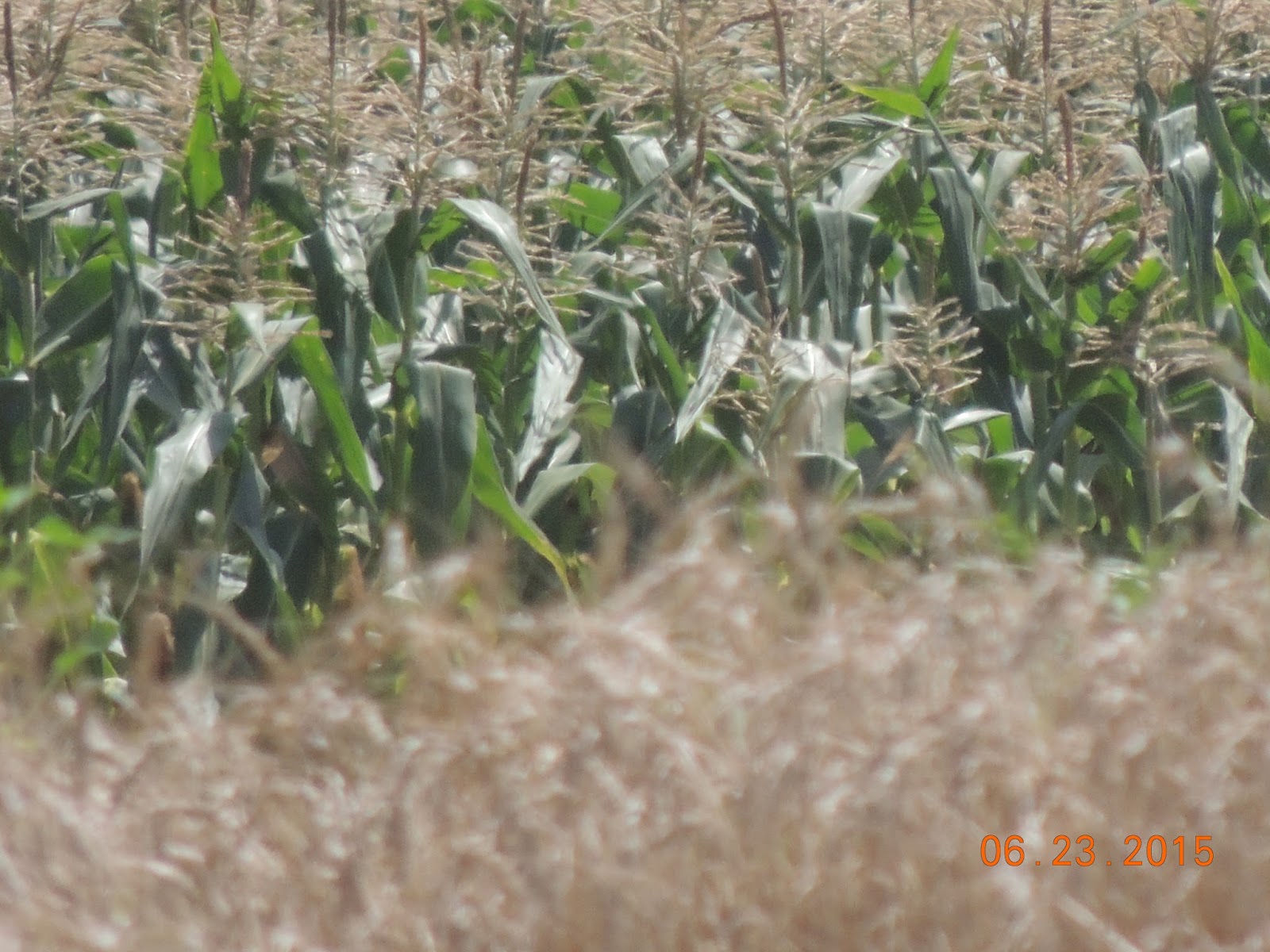 Busy Beavers' PreK Blog