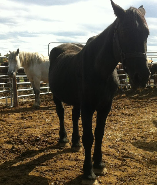 Ferme du Sault Cruauté animale Maltraitance Chevaux négligés