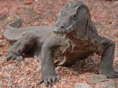 Komodo Dragon Spesis Langka