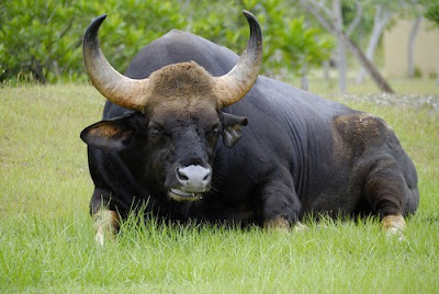 binatang terbesar di dunia - Bison India - Gaur