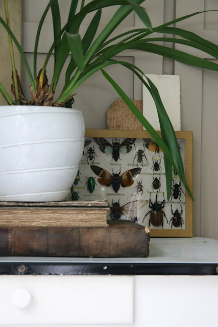 caroline davis stylist, trend daily blog, styling details, terranium, plants in a box, spring bulbs