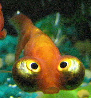 Goldfish Pictures - Celestial Eye Goldfish