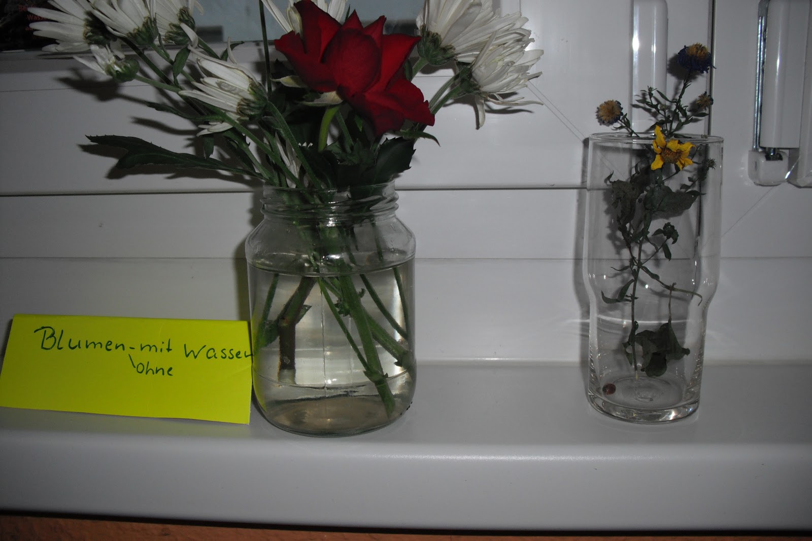 Children Keepers Of The Earth Kinder Huter Der Erde Das Wasser Ist Leben Experiment Blumen Mit Wasser Ohne Wasser