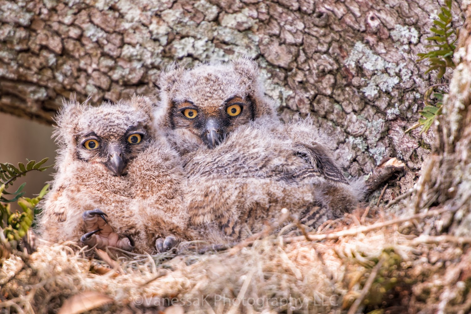 VanessaK Owlets relocated