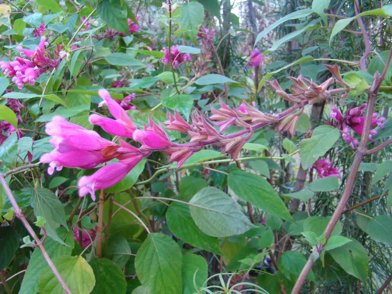 Salvia involucrata