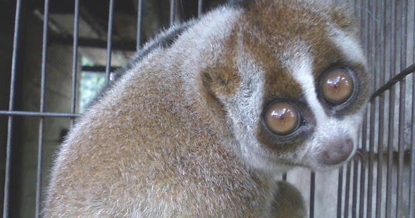 Informasi Lowongan Kerja Dan Cpns 2012 Habitat Kuskus Ditemukan