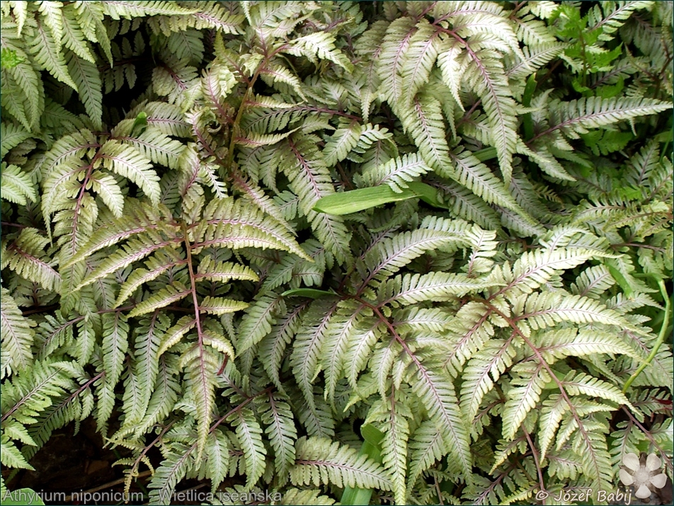 Athyrium niponicum - Wietlica iseańska, wietlica japońska