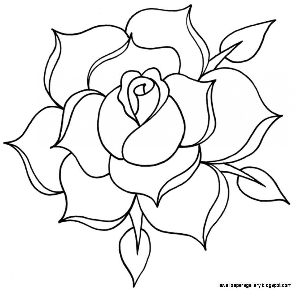 Line Drawing Rose Line Drawing Rose