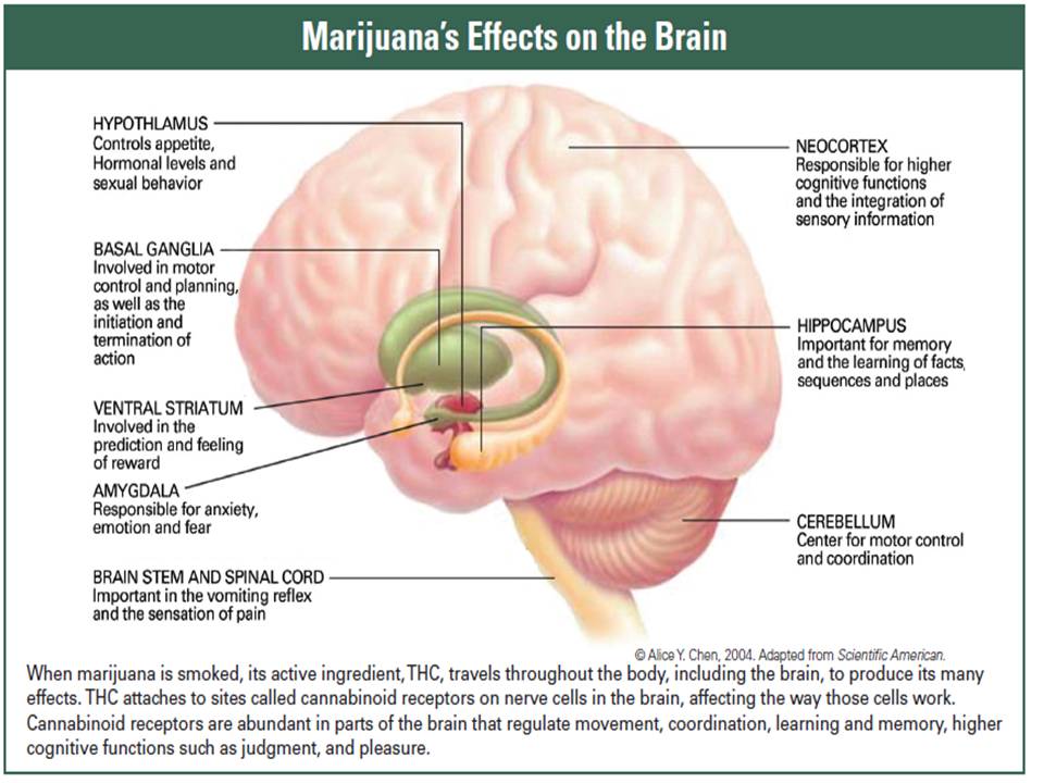 Marijuana (ganja) menyerang otak