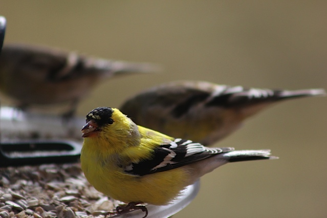 wild birds unlimited photo share too cute squirrels and wild birds unlimited photo share too cute squirrels and