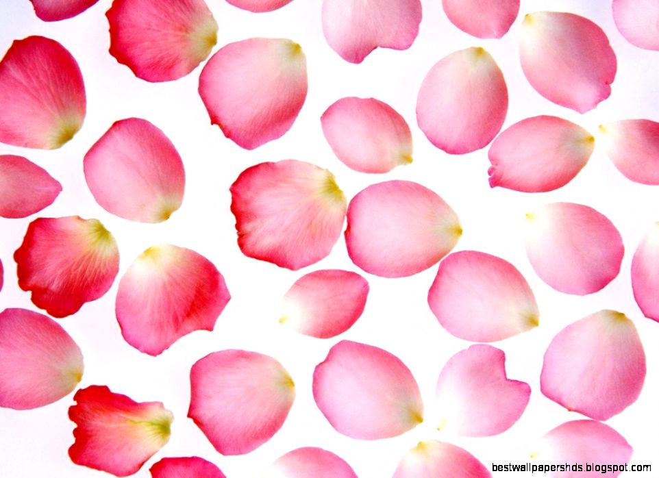Pretty Rose Petals Roses Wallpaper 12070026 Fanpop Pretty Rose Petals Roses Wallpaper 12070026 Fanpop