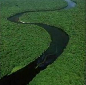 Kedua-dua haiwan itu memiliki empat kaki, kulit berwarna hitam dengan Kedua-dua haiwan itu memiliki empat kaki, kulit berwarna hitam dengan