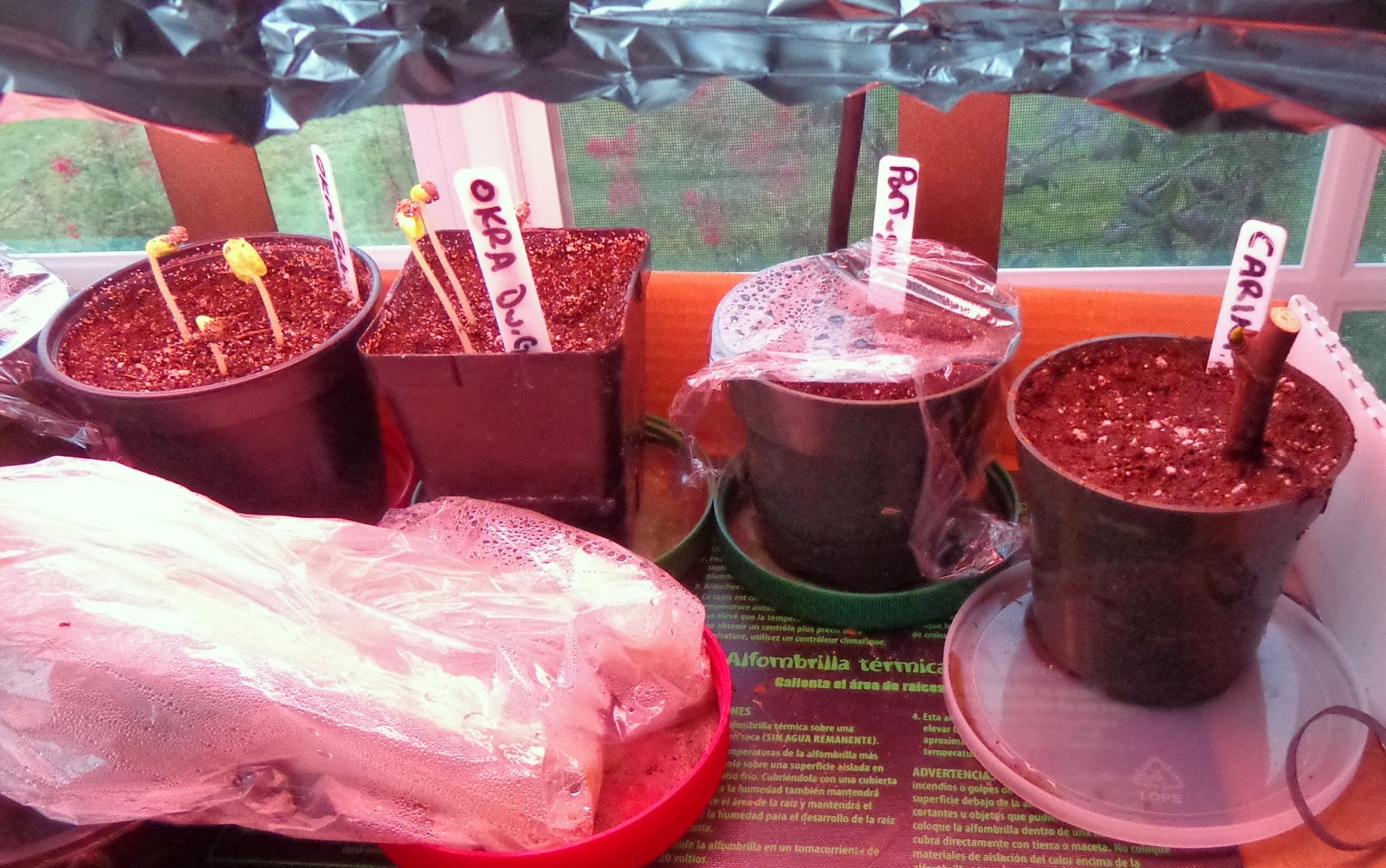 will okra seedlings outgrow grass will okra seedlings outgrow grass
