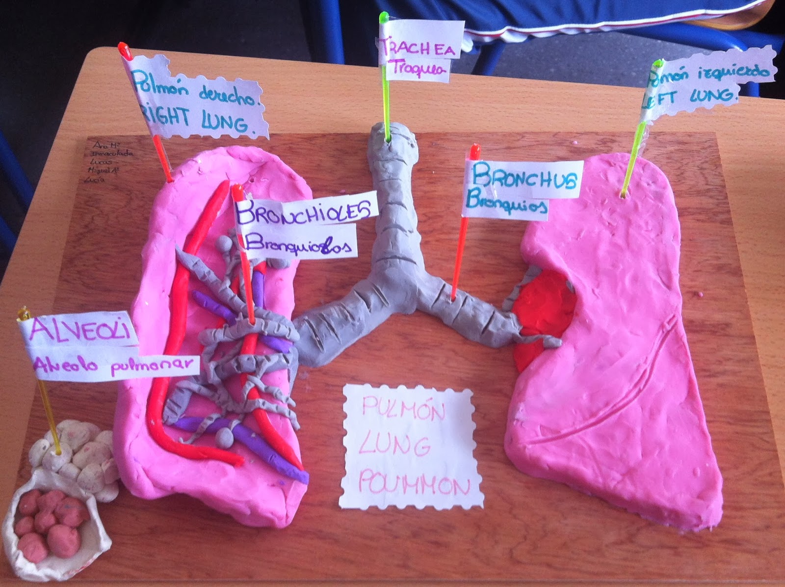 IMG_5298.JPG (1600×1195) | School science projects, Life science