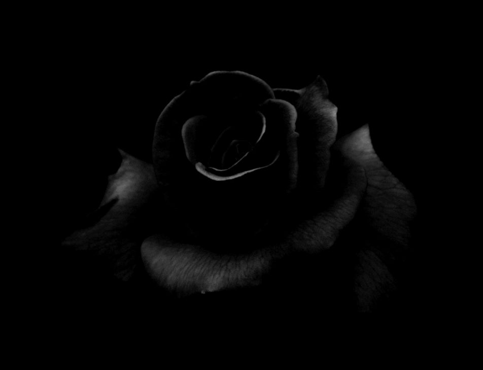 Hd Wallpapers Black Rose Hd Cool 6 Hd Wallpapers Black Rose Hd Cool 6