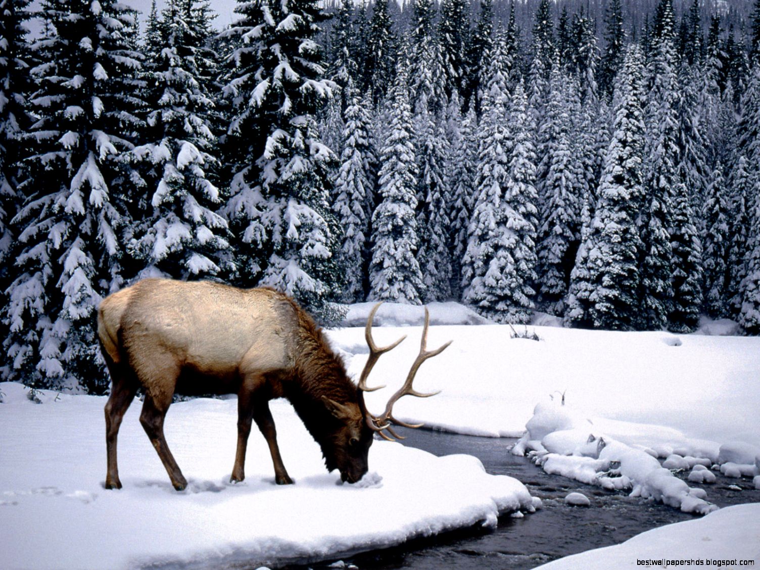 Winter Scenes for Desktop with Animals Winter Scenes for Desktop with Animals