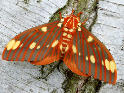 Citheronia regalis male Citheronia regalis male