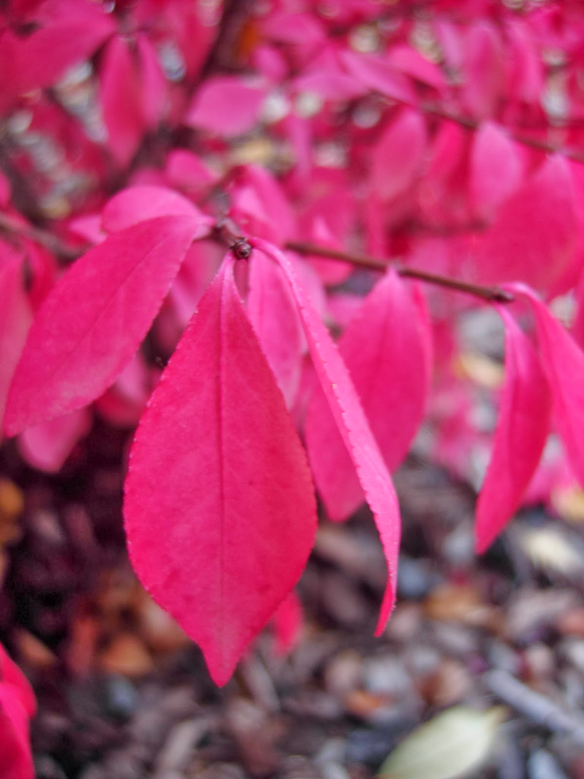 Echoes Of Eden Dayle King Searle What If Your Burning Bush Isn T
