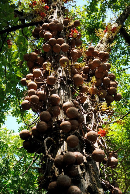 Cannonball Tree