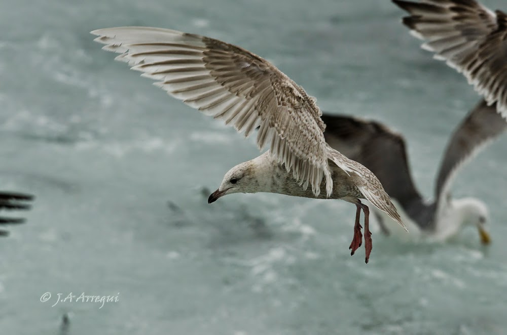 Gaviota groenlandesa, Larus galucoides kumlieni, Kumlien´s gull Gaviota groenlandesa, Larus galucoides kumlieni, Kumlien´s gull