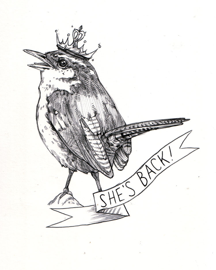 Ketch Wehr COMMISSION WREN DRAWING