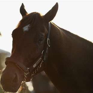 Triple Crown Winner Perhaps?