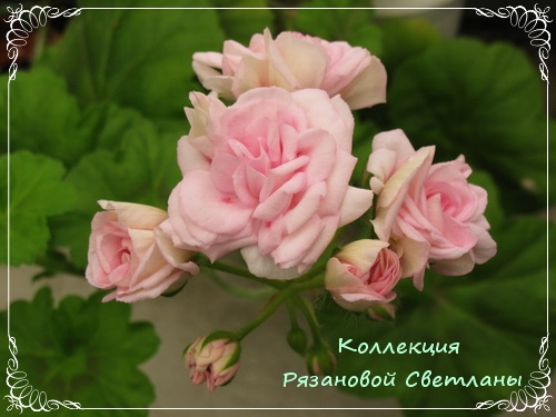 Сорт яблони горный синапа Сорт яблони горный синапа