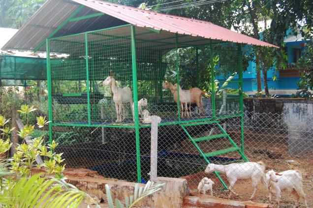 The easy to dismantle goat cage. Photo: Special arrangement