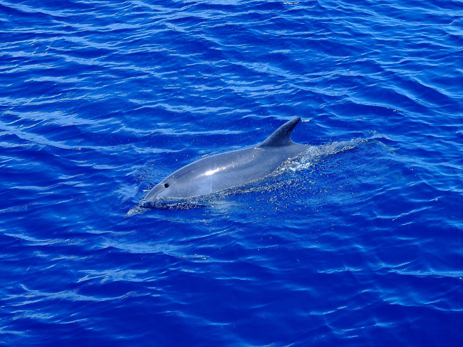 Capturing the Moment Wild Dolphin Safari, Maui