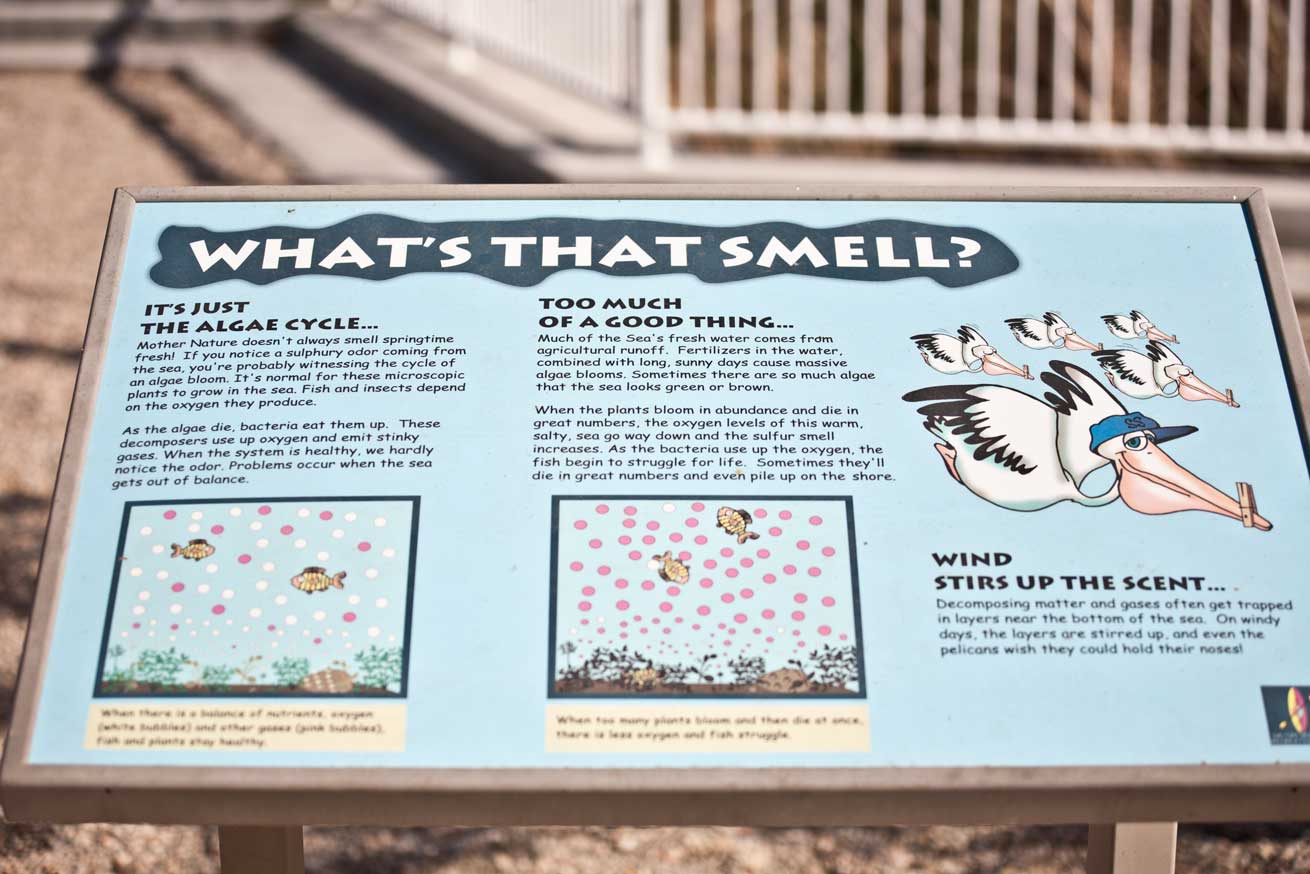 Palm Springs Daily Photo What's that Smell?