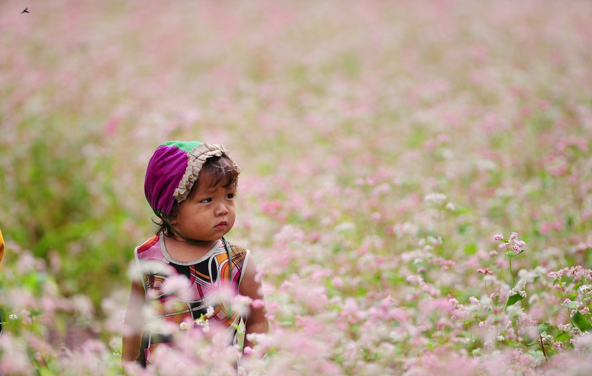 Du lịch Hà Giang Mùa Hoa Tam Giác Mạch 7 hoa tam giac mach1