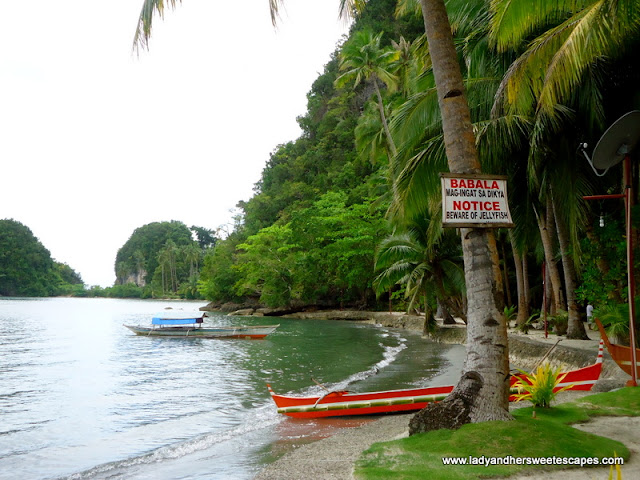 notice of jellyfish at Caluwayan Resort